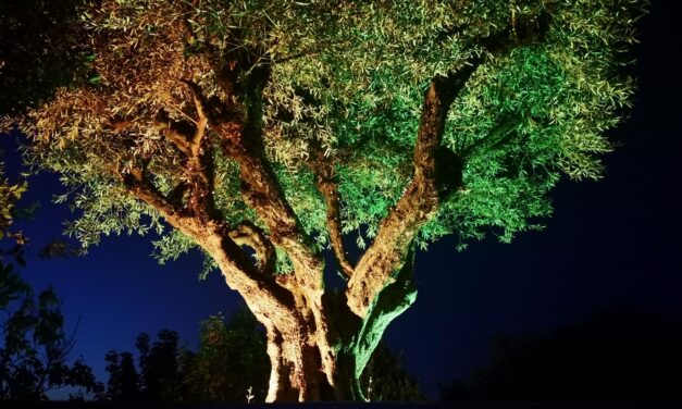 El mejor plan para la llegada del buen tiempo: visita las noches de El Bosque Encantado